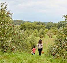 Wilson Orchard