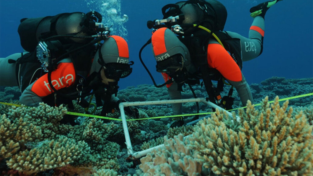Coral Bacteria being sampled by divers